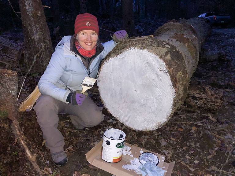 Anchorseal 2 on Pine Log