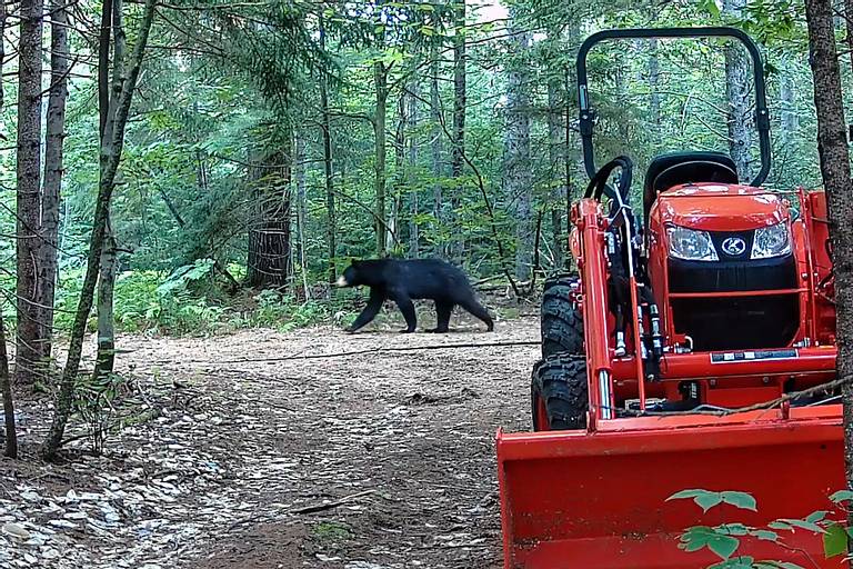 Black Bear