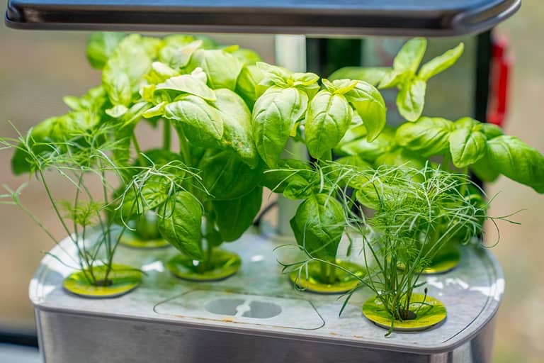 AeroGarden Basil Dill