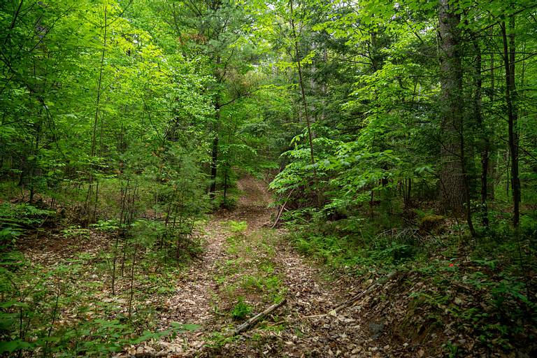 Logging Road