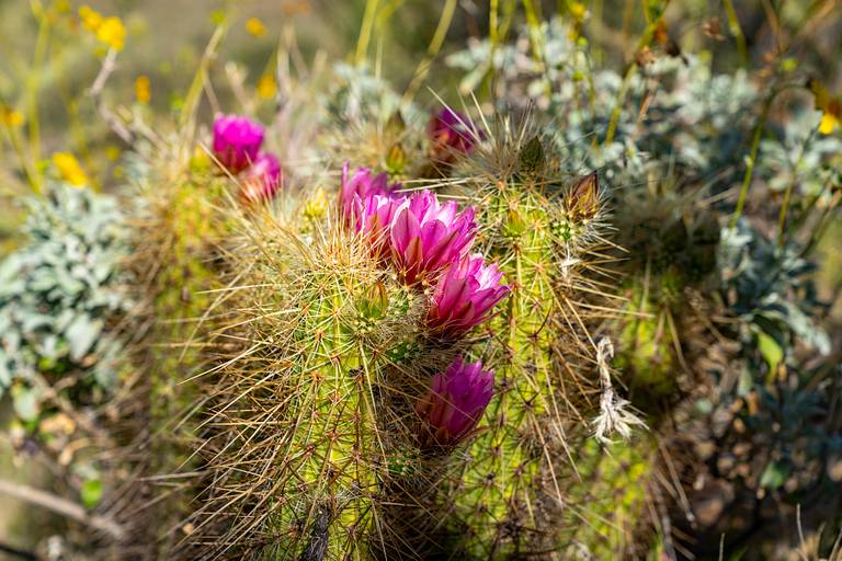 Blooming Cactus