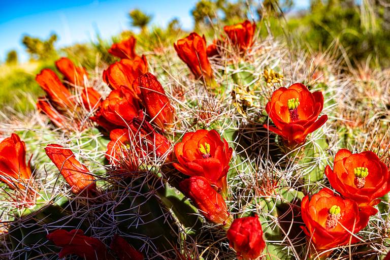 Cacti Flowering