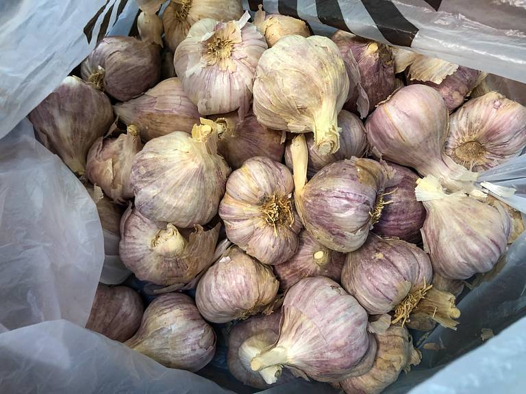 Garlic