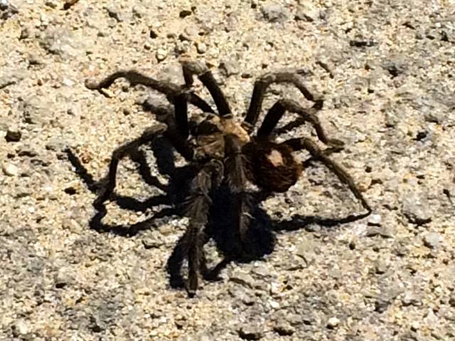 Tarantula on the road