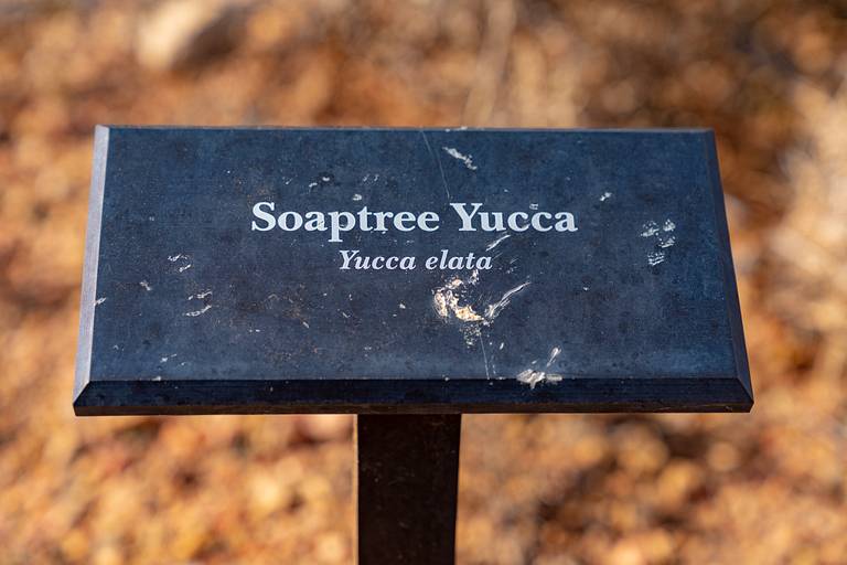 Soaptree Yucca