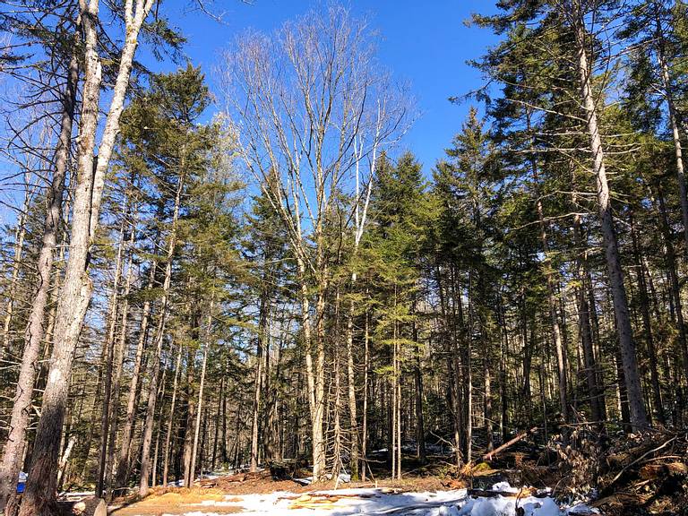 Felling Birch Tree