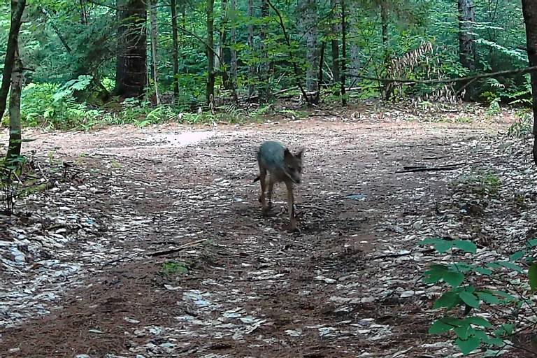 Coyote