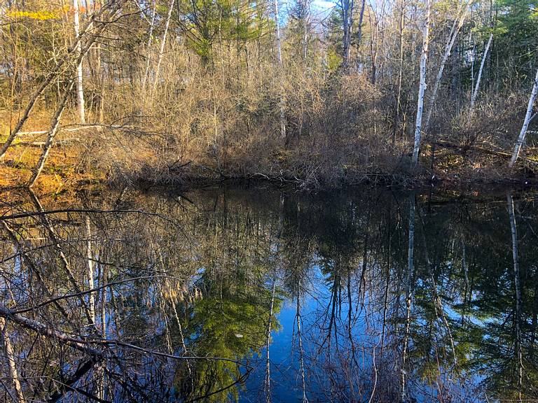 Pond