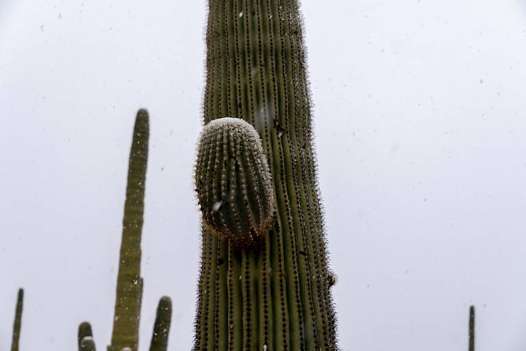 Saguaro in Snow