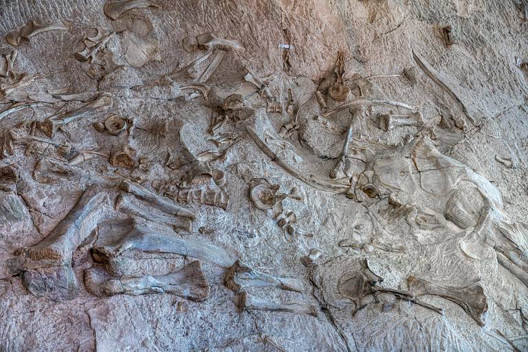 Dinosaur Fossils