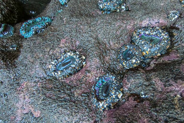 Sea Anemones