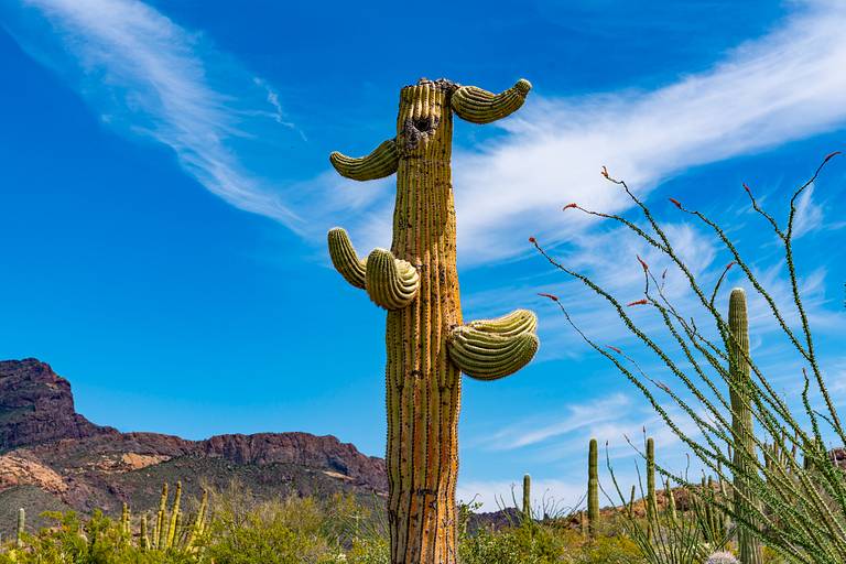 Saguaro struck by lightning