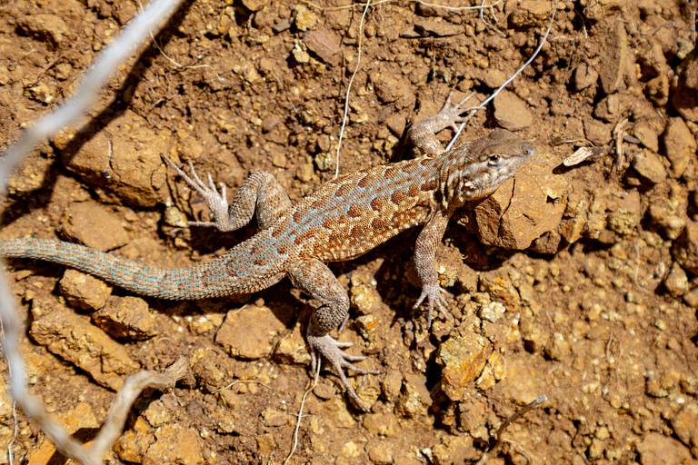 Lizard