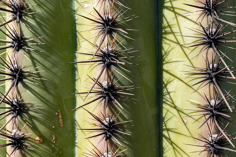 Saguaro Accordion