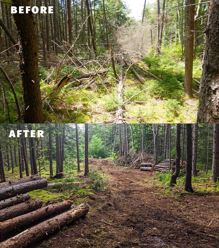 Clearing Trees