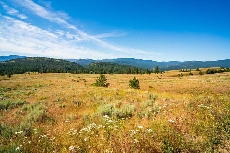 Washington Meadows