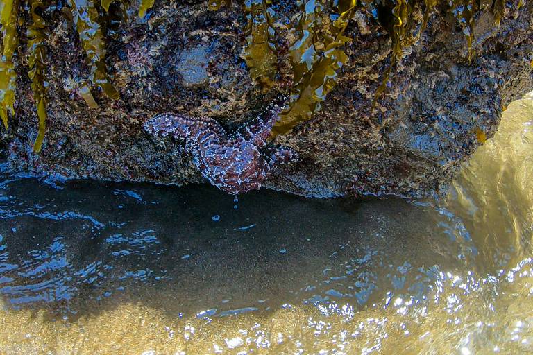 Channel Islands Starfish